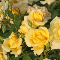 Rožė (Rosa) 'Berolina'